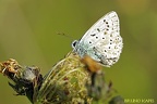 Azuré bleu célestre