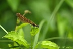 Calopteryx vierge