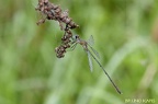Chalcolestes viridis viridis