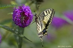 Le Machaon