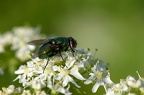 Mouche