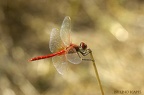 sympetrum rouge sang