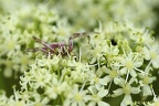 thomise onustus