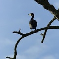 Grand cormoran.jpg