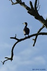 Grand cormoran