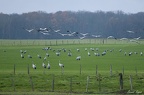Grues cendrées