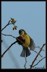 Mésange bleue (2)
