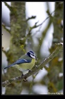 Mésange bleue