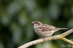 Moineau domestique (2)