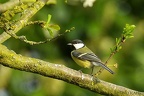 Mésange charbonnière