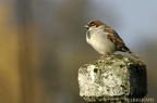 Moineau domestique
