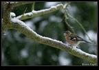 Pinson des arbres (2)