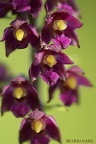 Epipactis rouge sombre