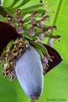 Fleur de banane