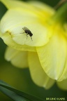 Fleur jaune