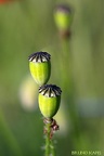 Graines de coquelico