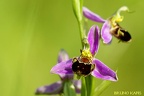 Ophrys Abeille