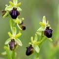Ophrys araignée.JPG