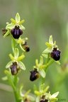 Ophrys araignée