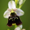 Ophrys bourdon.JPG
