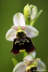 Ophrys bourdon