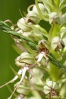 Orchis bouc