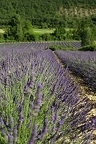 Lavande du Luberon
