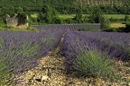Lavande