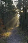 Rayon de lumiére larchant