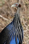Pintade Vulturine. (acryllium vulturinum)