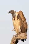 Vautour africain(Gyps africanus ) Masai Mara.Kénya