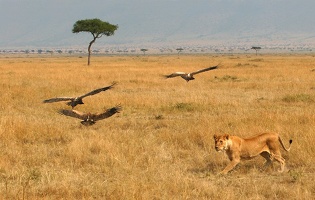 Lionne en chasse... avec 3 vautours