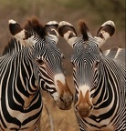 Portrait de deux zèbres de Grévy . Samburu; Nord Kénya