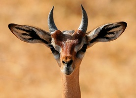  Portrait de Jeune Gerenuk mâle 