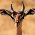  Portrait de Jeune Gerenuk mâle 