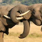 Jeux de mâles , jeux de vilains. Samburu.Nord kénya