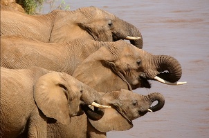 Il fait très soif! .Samburu.Kénya