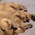 Il fait très soif! .Samburu.Kénya