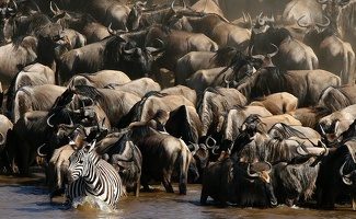 Zébre de Burchel et troupeau de gnous. Rivière Mara .Migration .Kénya
