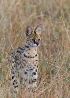Serval (Felis serval) 