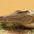 Crocodile du Nil.Rivière samburu; Kénya