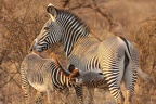 Jeune zèbre de Grévy têtant sa mère.Samburu.Kénya