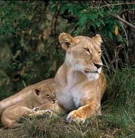 Lionne et lionceau.Masai Mara.Kénya