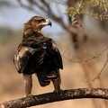 Aigle ravisseur "Aquila rapax " ( Tawny eagle ) Samburu . Nord Kénya