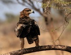 Aigle ravisseur "Aquila rapax " ( Tawny eagle ) Samburu . Nord Kénya