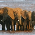 Harde d'éléphants dans la rivière samburu at sunset .Kénya