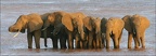 Harde d'éléphants dans la rivière samburu at sunset .Kénya