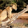 Belle lionne "songeuse" au bord de la rivière samburu .Nord Kénya