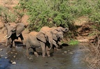 Petite troupe s'abreuvant dans la rivière.Meru.Kénya