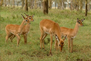 Jeunes Impalas femelles .Masai Mara .Kénya